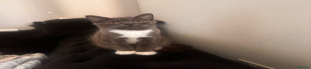 British Shorthair Kitten 4