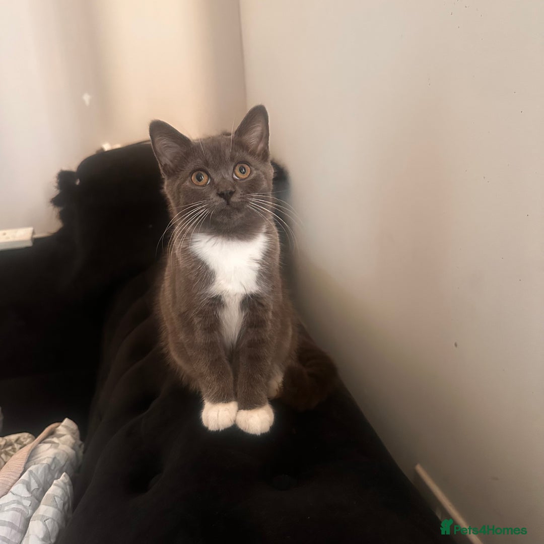 British Shorthair cats for sale: Four stunning grey British Shorthair kittens - Image 4