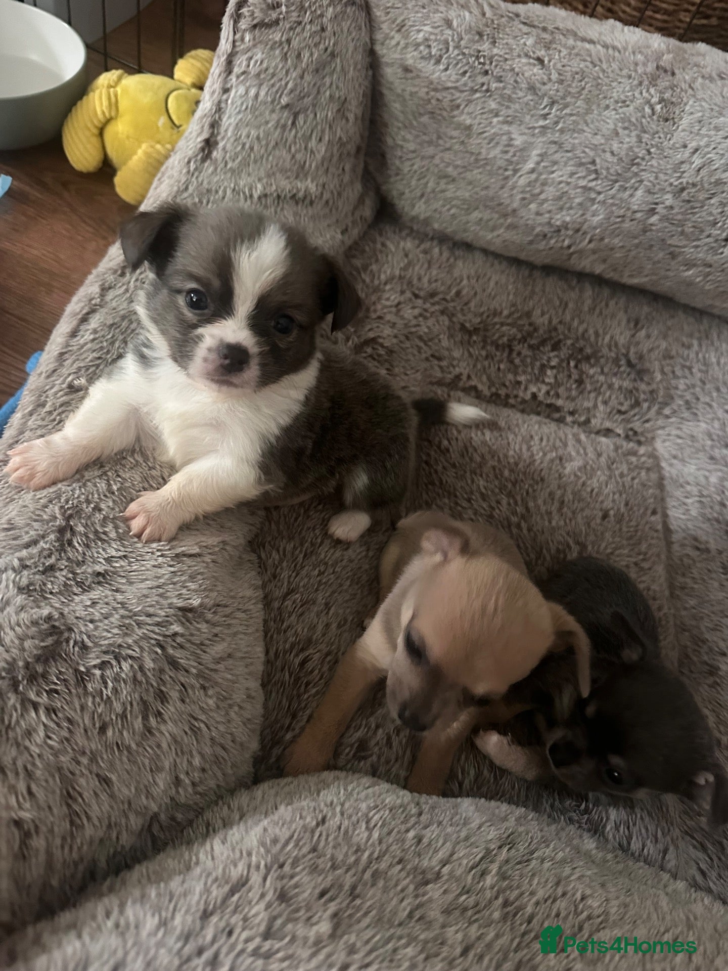 Chihuahua dogs 6 Chihuahua Puppies (3 left) - Advert 4