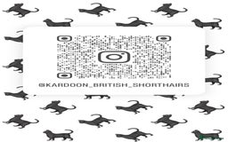 British Shorthair cats for sale: 🌟GCCF Registered Kittens, Ready 21st August🌟 in Abergavenny - Image 17