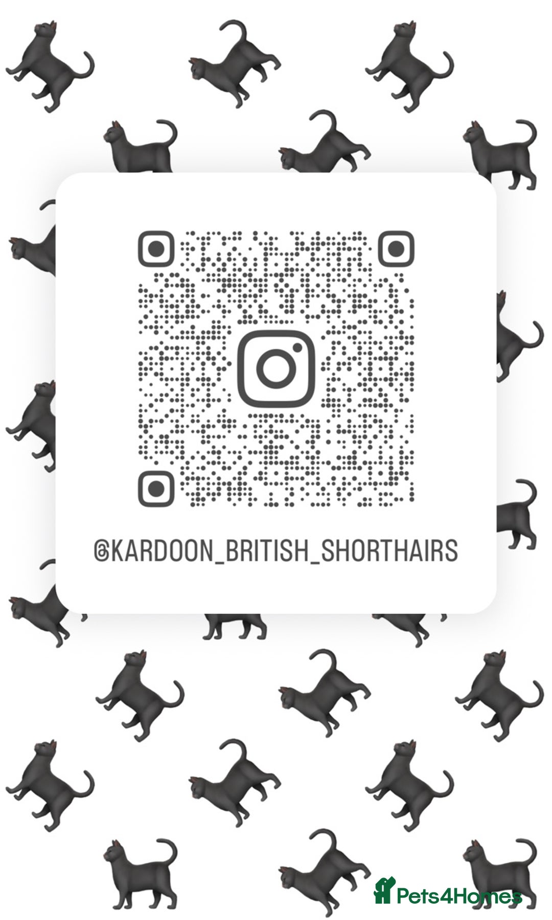 British Shorthair cats for sale: 🌟GCCF Registered Kittens, Ready 21st August🌟 in Abergavenny - Image 17