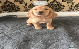 Cocker Spaniel dogs for sale: Cocker spaniel puppies ready to leave . - Image 8