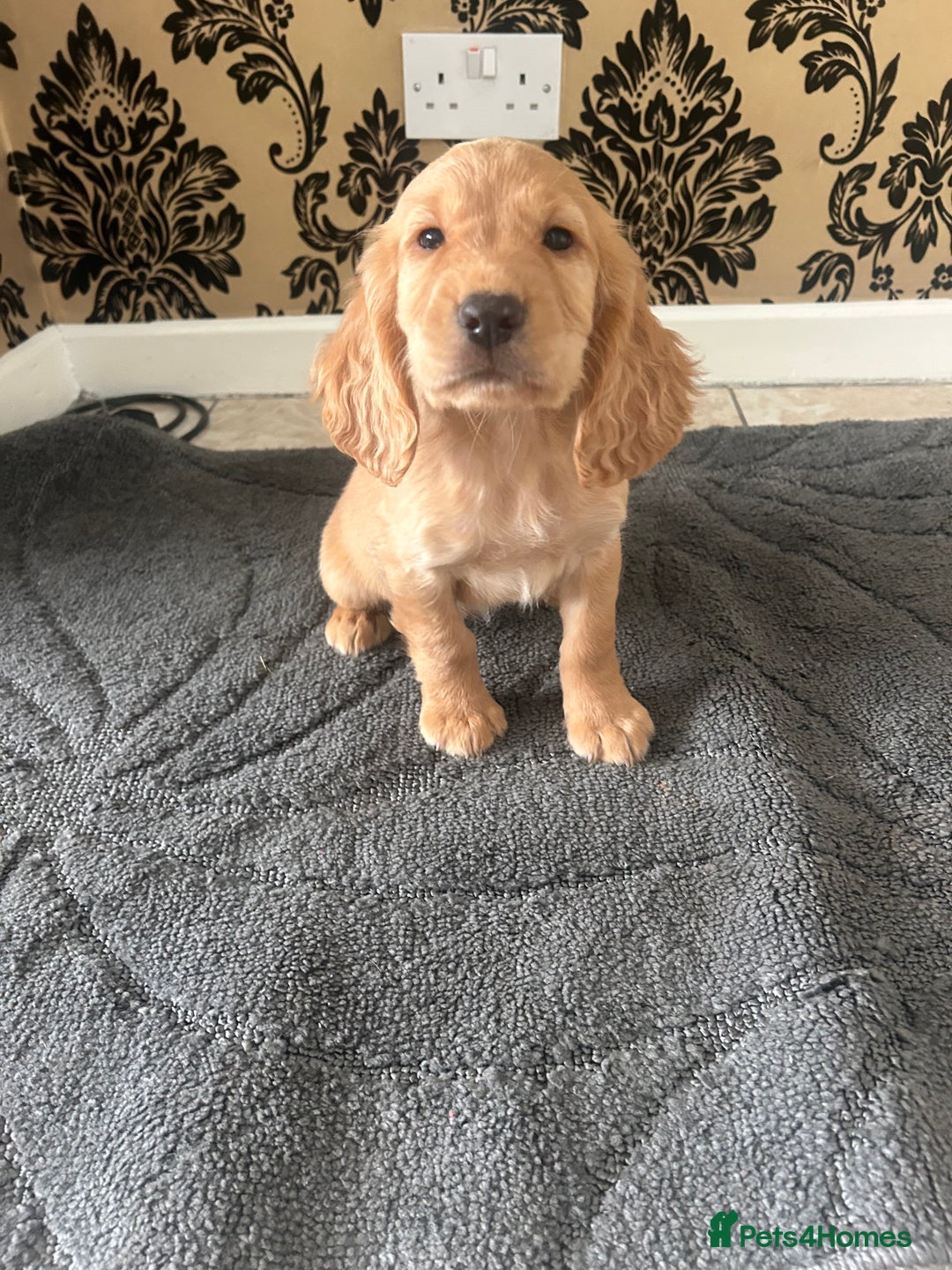 Cocker Spaniel dogs for sale: Cocker spaniel puppies ready to leave . - Image 8
