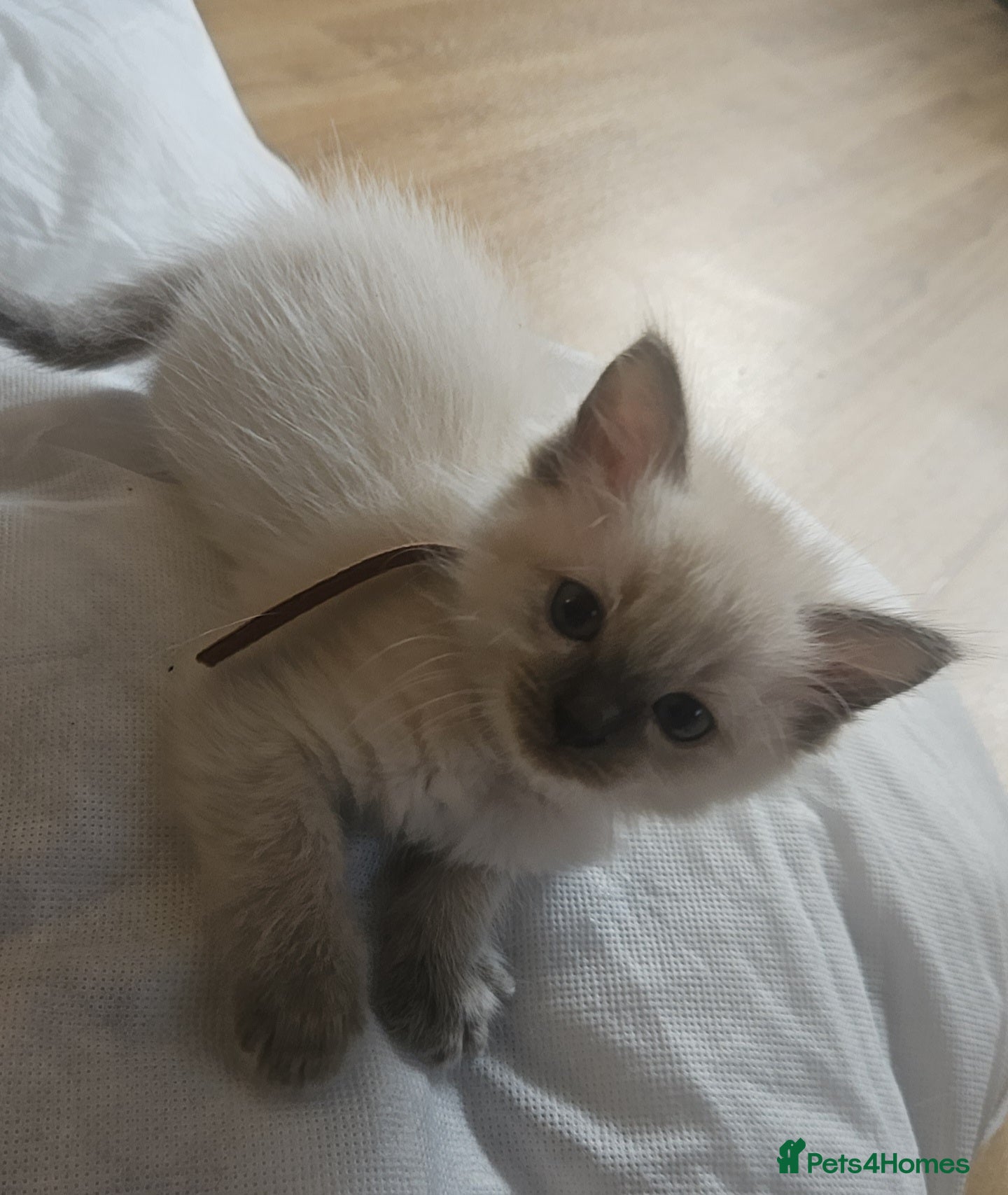 Ragdoll cats 1 female ragdoll kitten 😸 - Advert 2