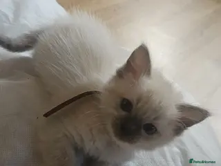 Ragdoll cats 1 female ragdoll kitten 😸 - Advert 2