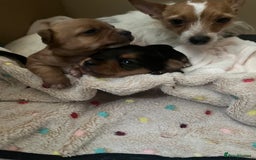 Mixed Breed dogs for sale: Jackawawa puppies 🐾💙1 boy left 💙🐾 - Image 13