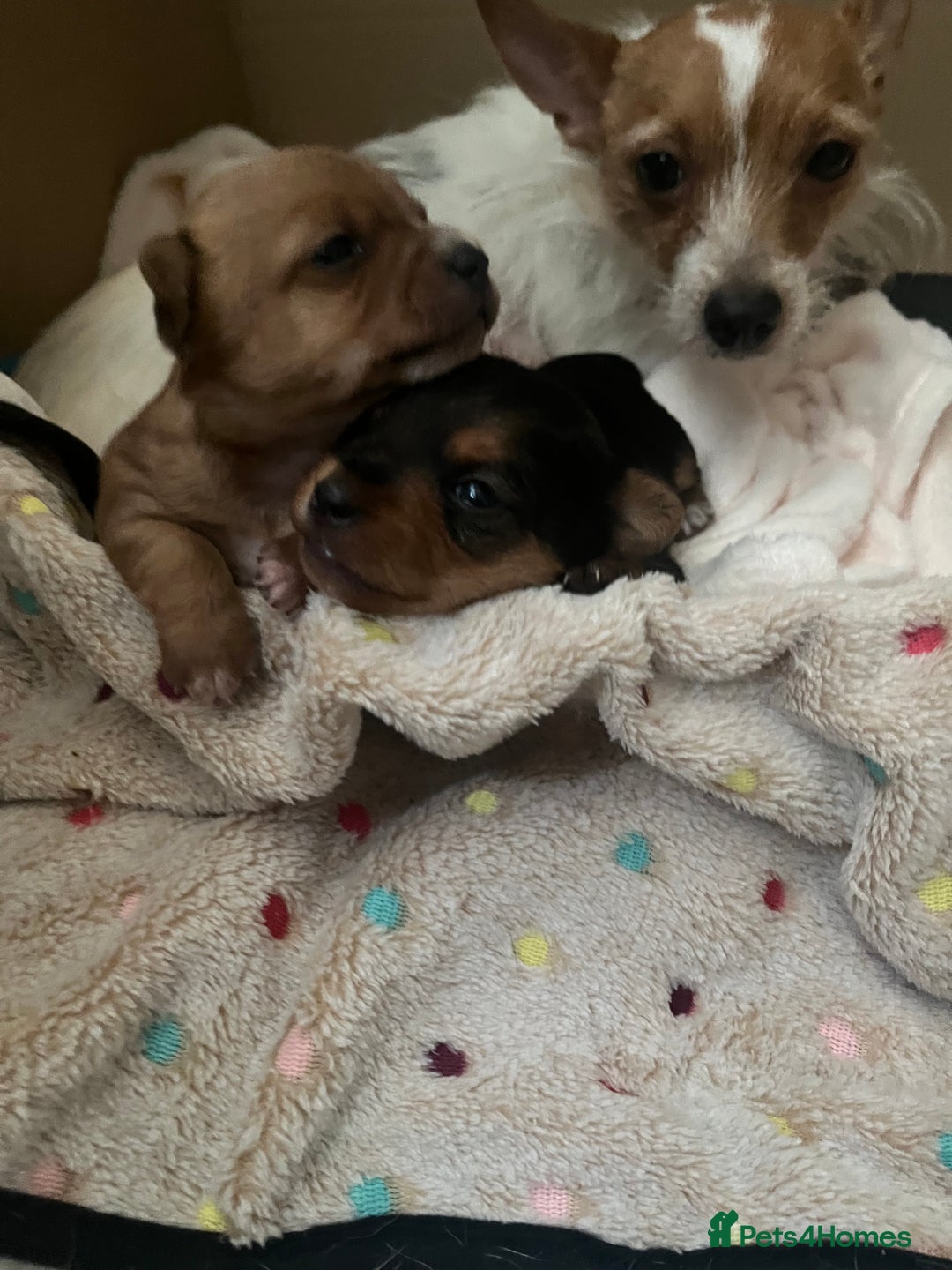 Mixed Breed dogs for sale: Jackawawa puppies 🐾💙1 boy left 💙🐾 - Image 13
