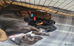 Miniature Dachshund dogs for sale: Miniature dachshund  - Image 3