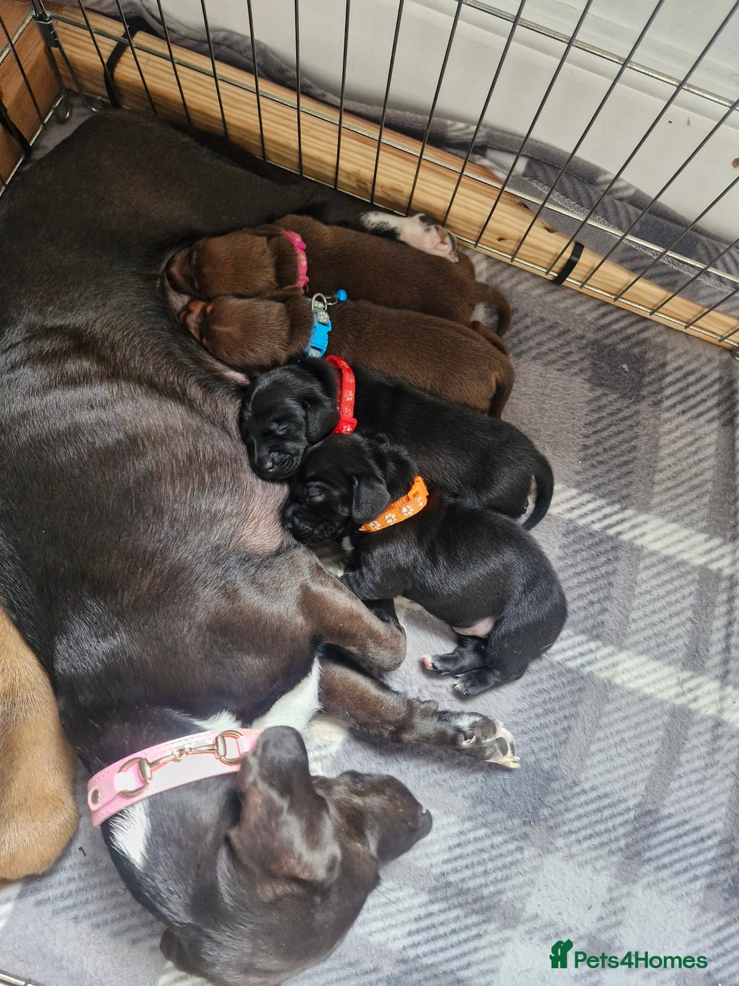 Miniature Dachshund dogs for sale: Miniature dachshund  - Image 3