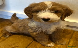 Cockapoo dogs for sale: F1 cockapoo puppies  in Esher - Image 8