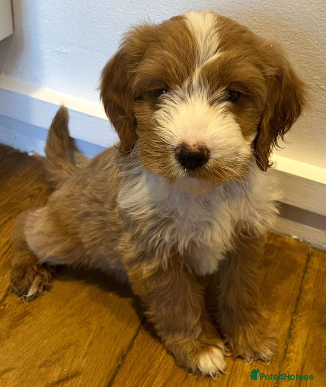 Cockapoo dogs for sale: F1 cockapoo puppies  in Esher - Image 8
