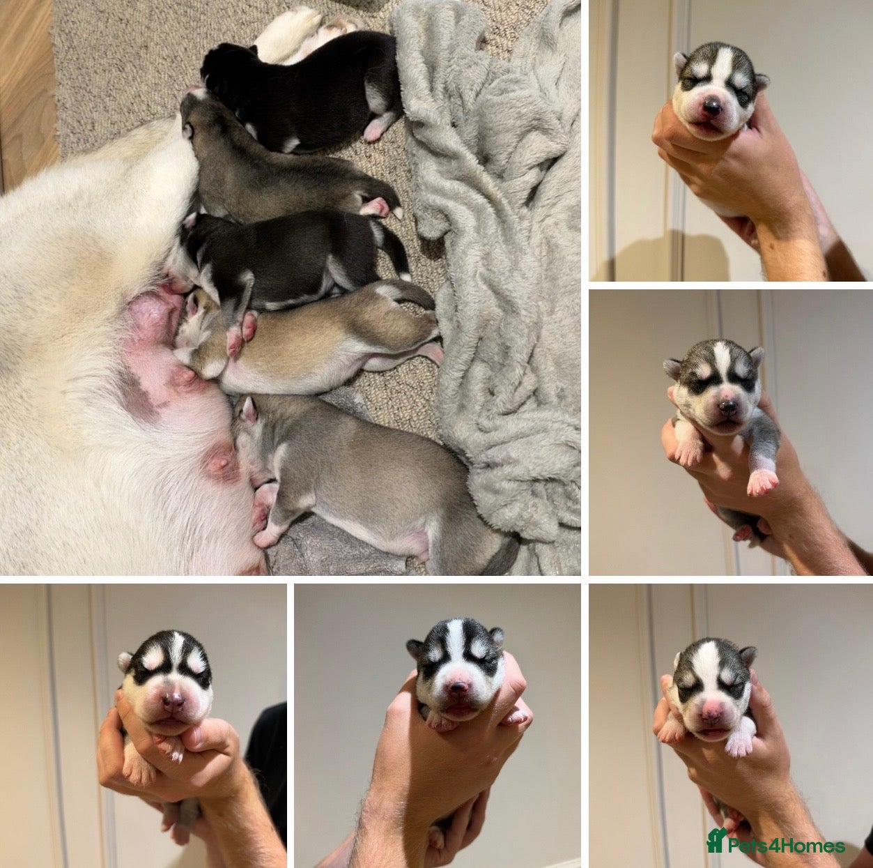 Siberian Husky dogs BEAUTIFUL KC REGISTERED SIBERIAN HUSKY PUPPIES - Advert 1