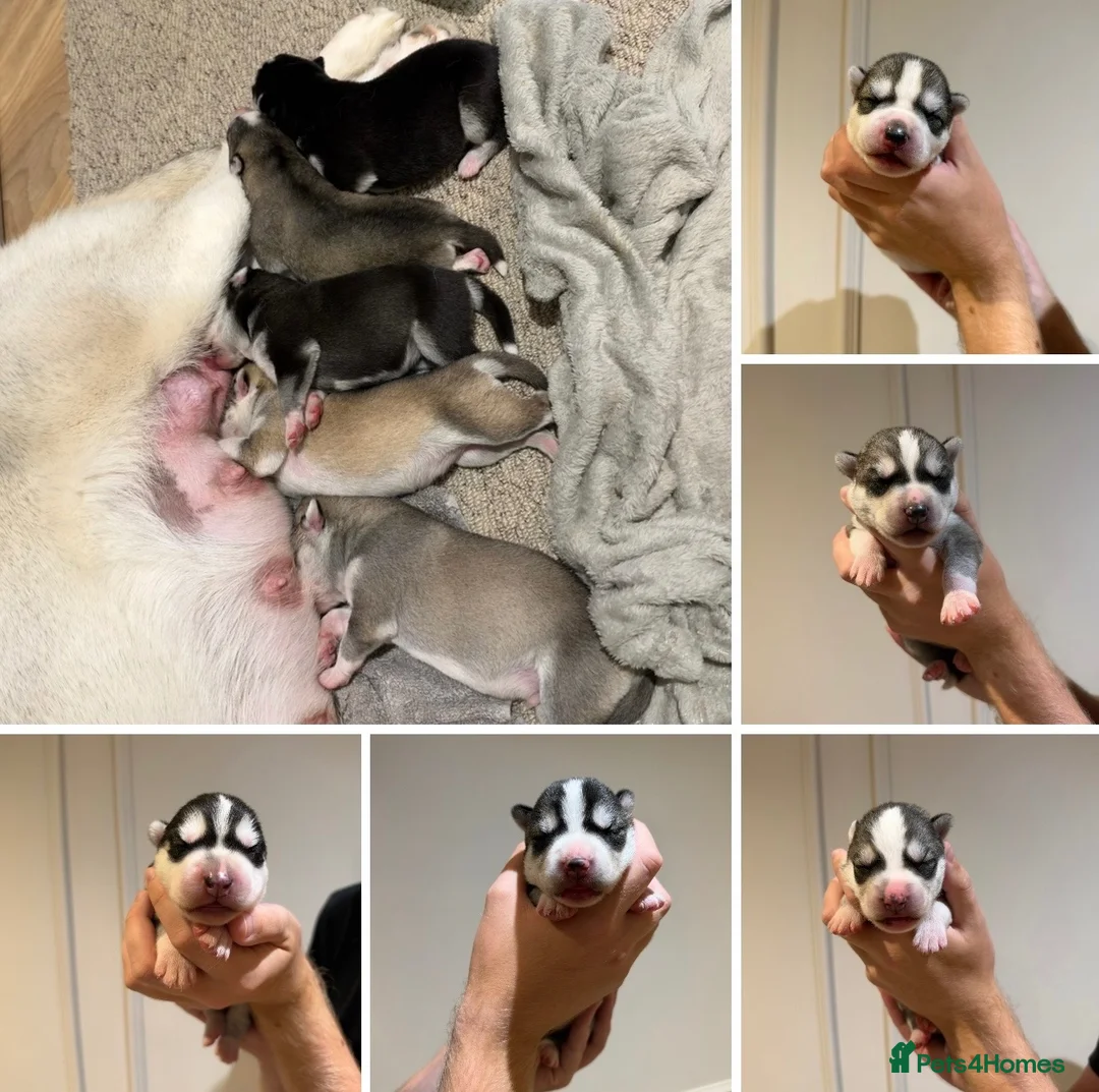 Siberian Husky dogs for sale: BEAUTIFUL KC REGISTERED SIBERIAN HUSKY PUPPIES - Advert 1