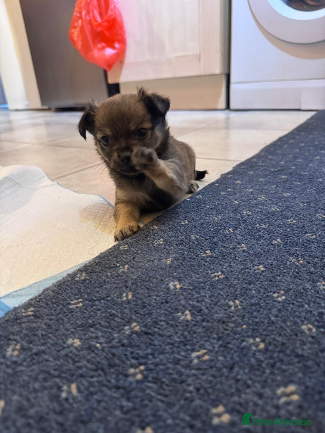 Chihuahua dogs for sale: Chihuahua Puppies For Sale - Advert 10