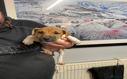 Plummer Terrier dogs for sale: Plummer terrier puppies for sale - Advert 2