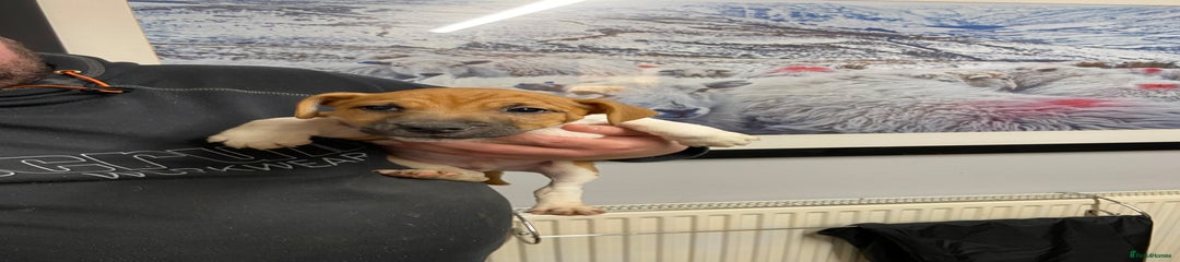 Plummer Terrier Puppy 4