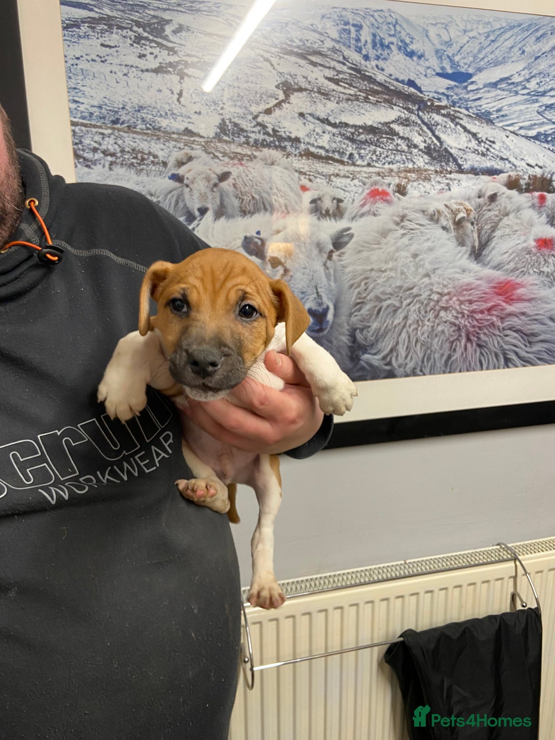 Plummer Terrier dogs for sale: Plummer terrier puppies for sale - Advert 2