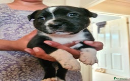 Staffordshire Bull Terrier dogs for sale: Staffy pups beautiful.. Girls avaliable  - Image 2
