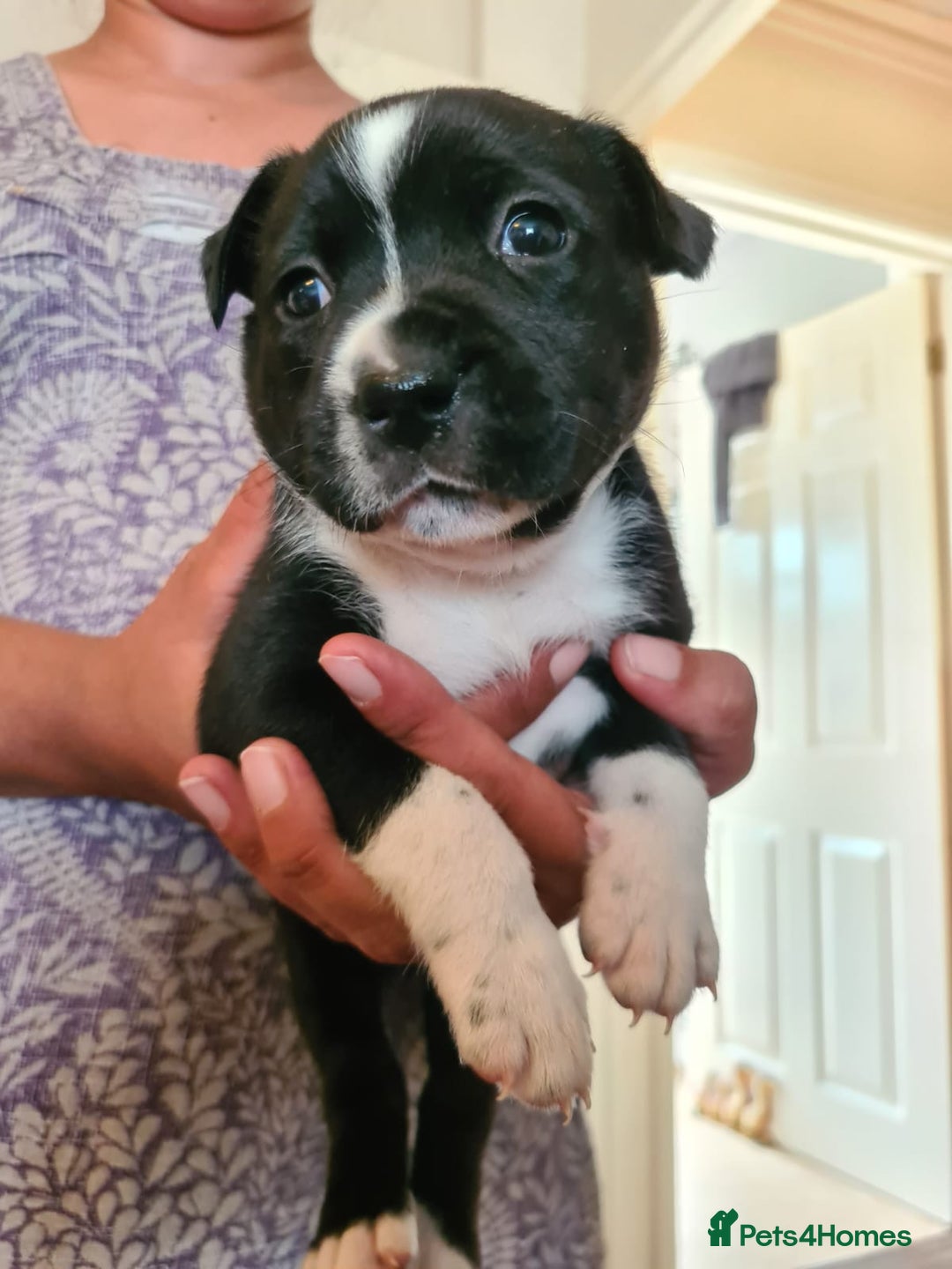 Staffordshire Bull Terrier dogs for sale: Staffy pups beautiful.. Girls avaliable  - Image 2