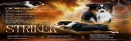 Miniature American Shepherd dogs for sale: Top Quality, RKC Reg, Health Tested Puppies - Advert 6