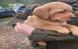 Labrador Retriever dogs for sale: Red labrador puppies - Image 2