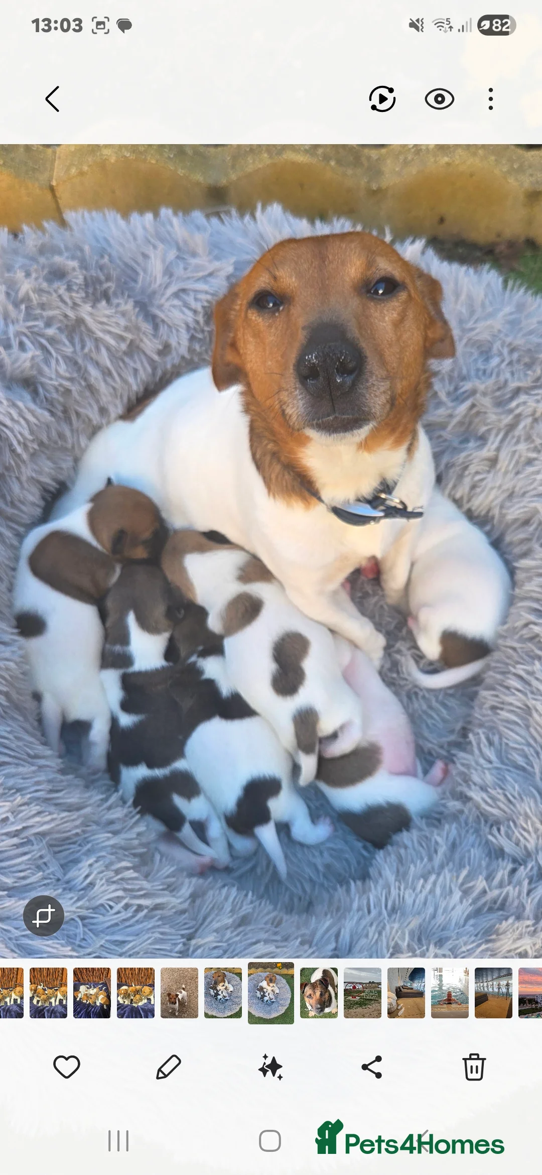 Jack Russell dogs for sale:  short leg and smooth coat jack russell puppies  - Advert 2