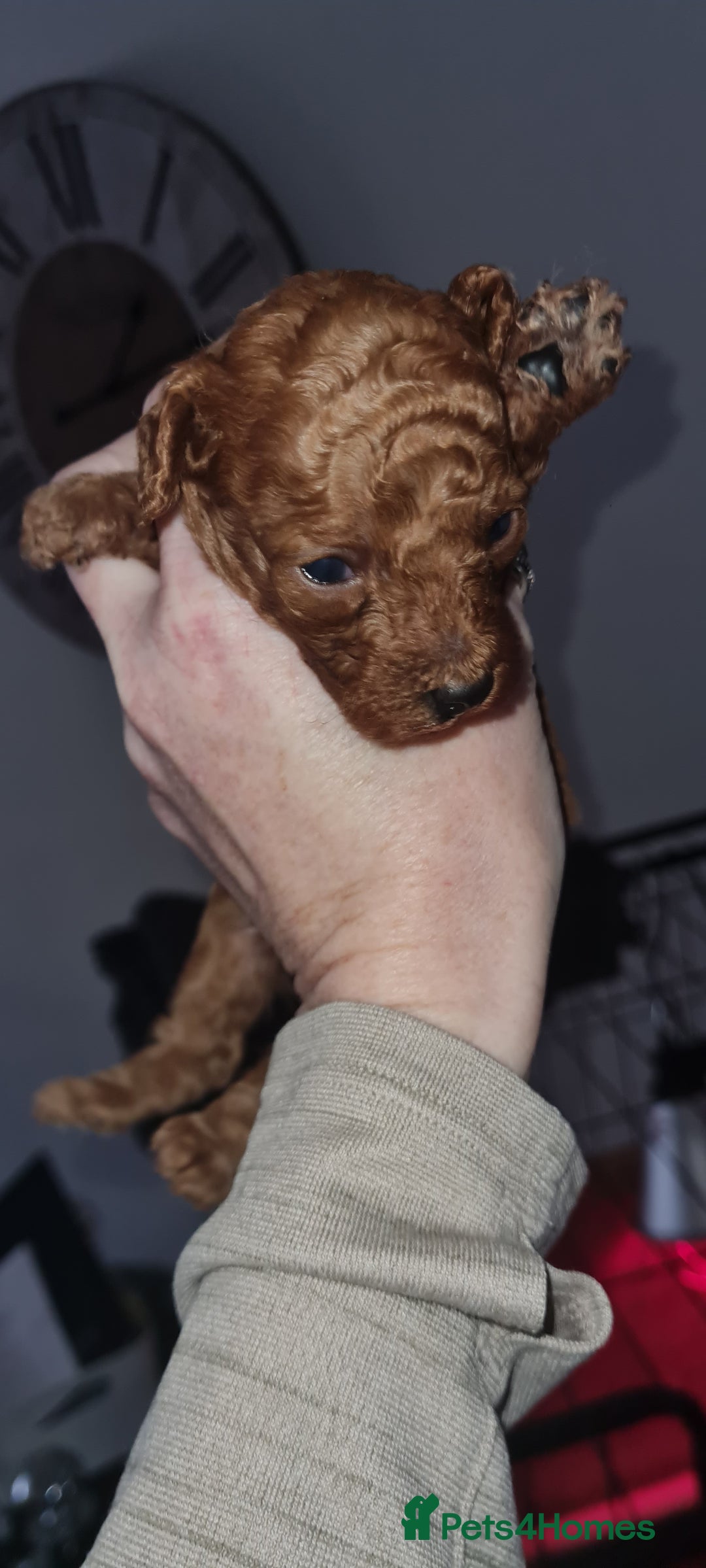 Toy Poodle dogs for sale: Toy miniature poodle - Advert 6
