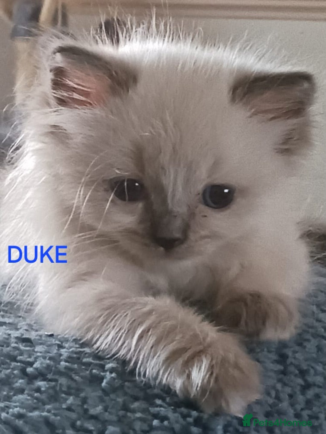 Ragdoll cats for sale: CUTE BLUE C/P RAGDOLL KITTENS  - Advert 7