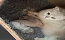 British Shorthair cats for sale: BSH Black Tipped GCCF Reg Kittens - Image 21