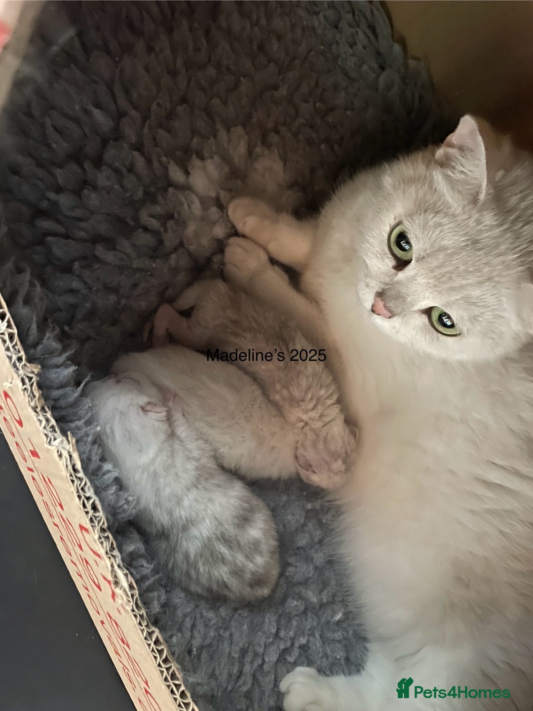 British Shorthair cats for sale: BSH Black Tipped GCCF Reg Kittens - Image 21
