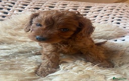 Cavapoo dogs for sale: F1 CAVAPOO BOY,READY NOW. - Advert 2