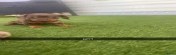 Miniature Dachshund dogs for sale: miniature dachshunds - Advert 8