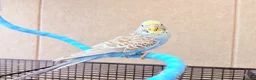 Budgerigars birds for sale: Beautiful budgies available  - Advert 4