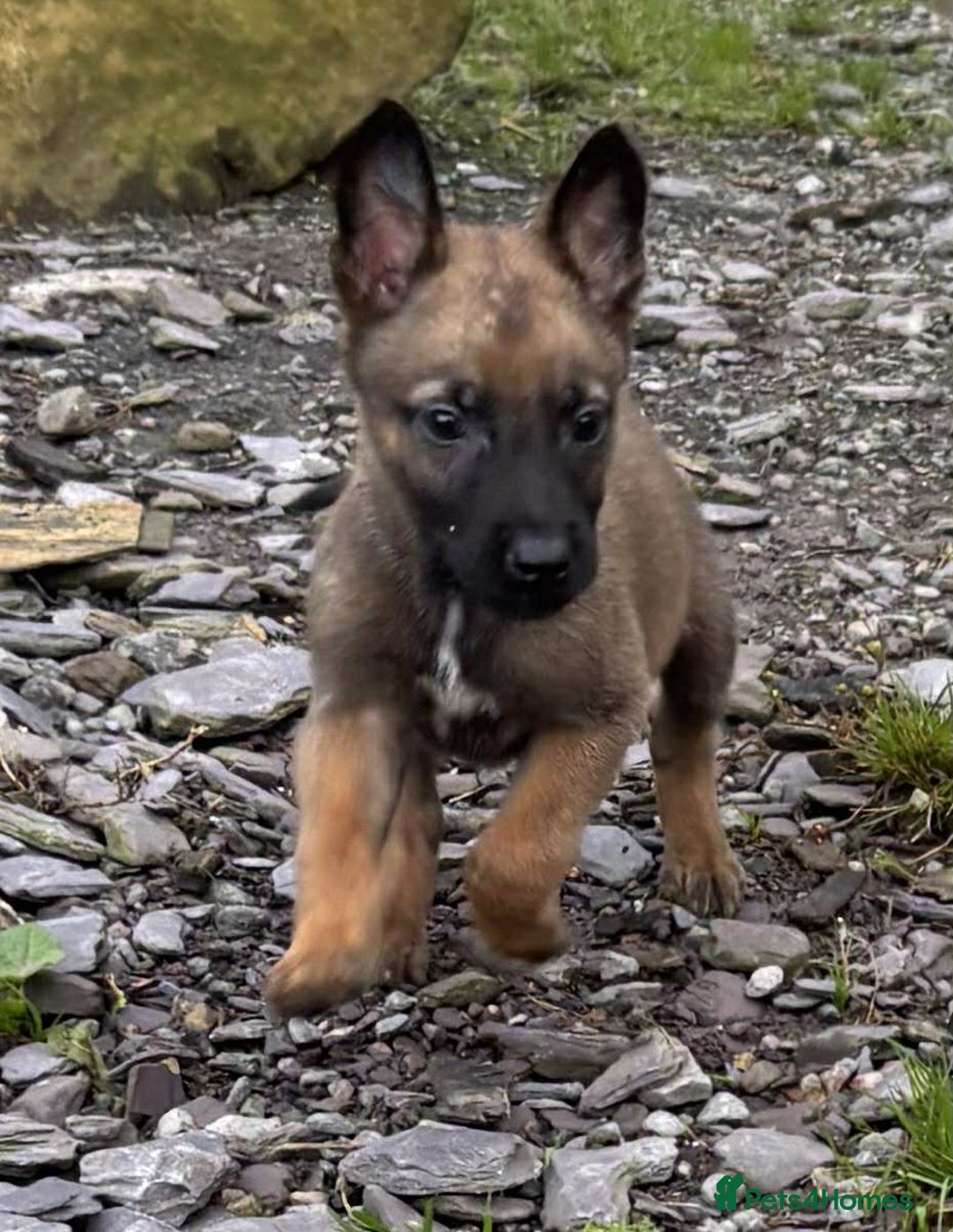 Belgian Shepherd Dog dogs for sale: Belgian shepherd pups - Image 3