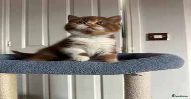 British Shorthair cats - Advert 8