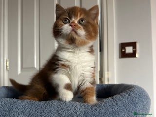 British Shorthair cats - Advert 2