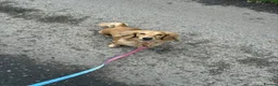 Miniature Dachshund dogs for stud: mini dachshund for stud  - Advert 4