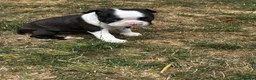Boston Terrier dogs for sale: Stunning litter of Boston terrier puppies  - Advert 14