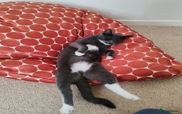 Mixed Breed cats for sale: Grey tuxedo 9 month kitten for a loving home  - Image 7