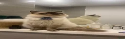 Ragdoll cats for stud: Sweet and gentle boy for stud duties - Advert 9