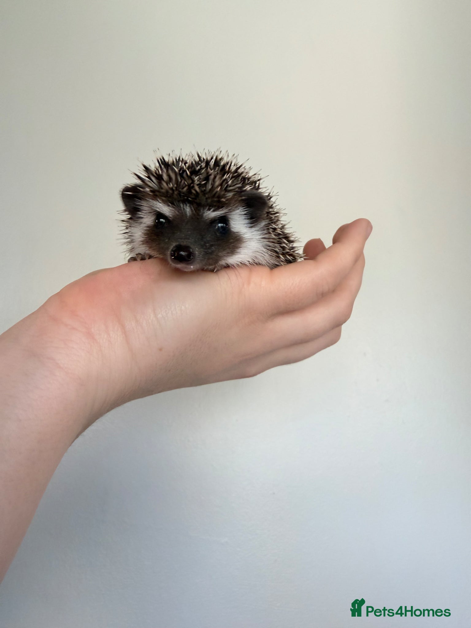 Pygmy Hedgehog rodents African Pygmy hedgehog female available  - Advert 19