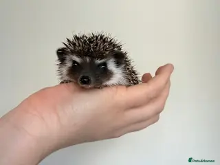 Pygmy Hedgehog rodents African Pygmy hedgehog female available - Advert 19