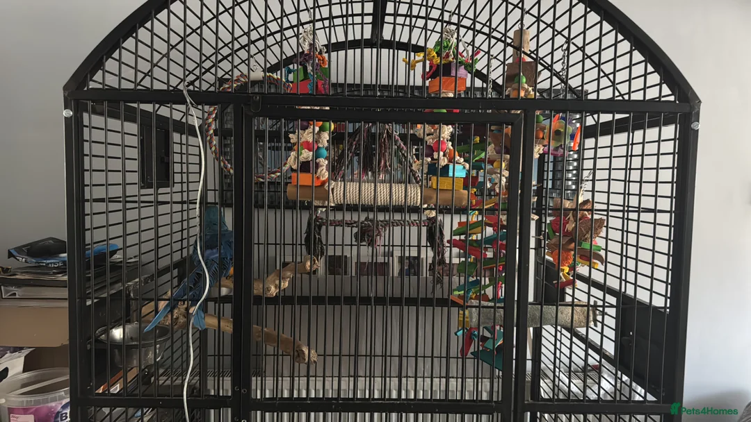 Macaws birds for sale: Blue and gold macaw  in Birmingham - Advert 2