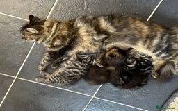 Mixed Breed cats for sale: 2 Tabby's and calico kitten for sale - Image 14