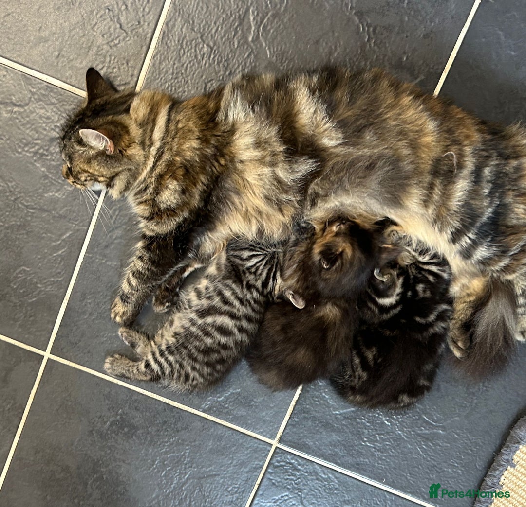 Mixed Breed cats for sale: 2 Tabby's and calico kitten for sale - Image 14