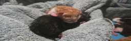 Mixed Breed cats for sale: 5 beautiful mixed kittens - Advert 4