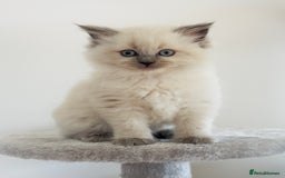Ragdoll cats for sale: Ragdoll x maine coon kittens for sale  - Image 4