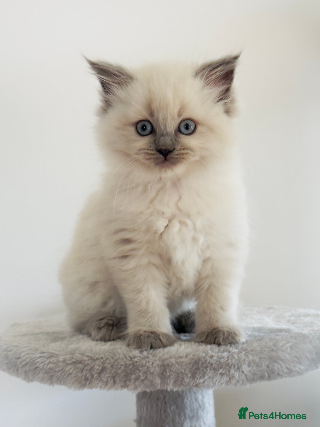 Ragdoll cats for sale: Ragdoll x maine coon kittens for sale  - Image 4