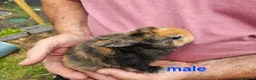 Mixed Breed rabbits for sale: Minilop x rex rabbits  - Advert 5