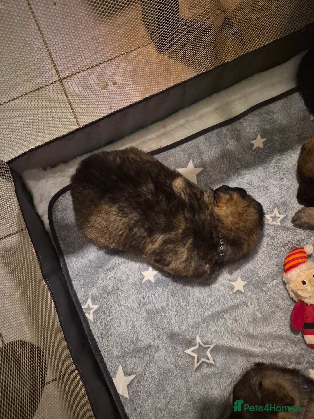 German Shepherd dogs for sale: 8 beautiful GSD puppies for sale  - Advert 9